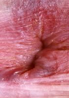 Avery Wilds from ATK Galleria