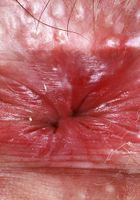 Daydream Daisy from ATK Galleria