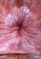 ATK Exotics: Isabella Jules (Tiny Isabella Jules Spreads)